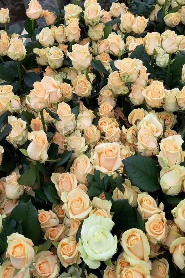 Кремовые розы Аваланж Пич (Avalanche Peach) Кремовые розы Аваланж Пич (Avalanche Peach)