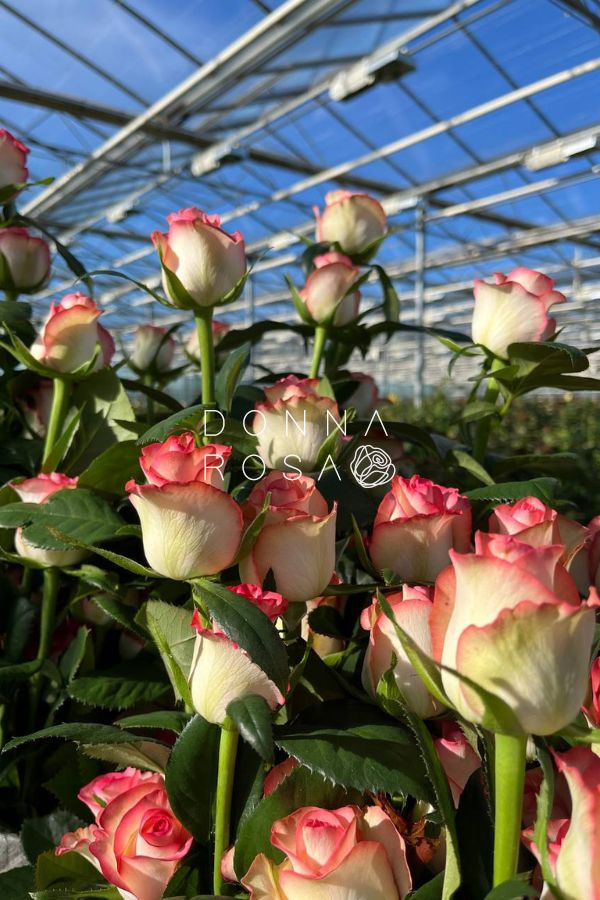 Бело-розовые розы Джумилия (Jumilia)