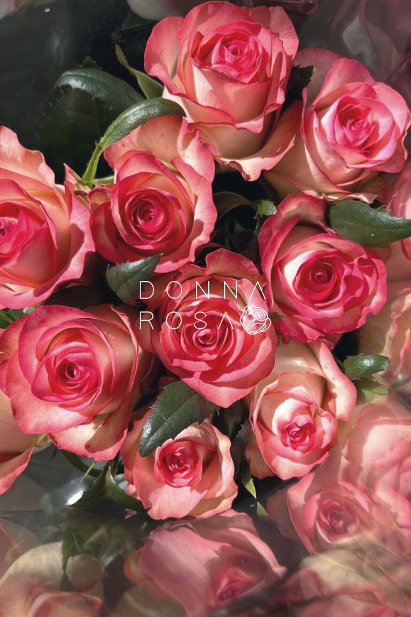 Бело-розовые розы Джумилия (Jumilia)