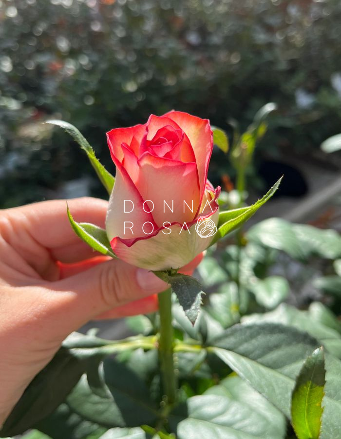 Бело-розовые розы Джумилия (Jumilia)