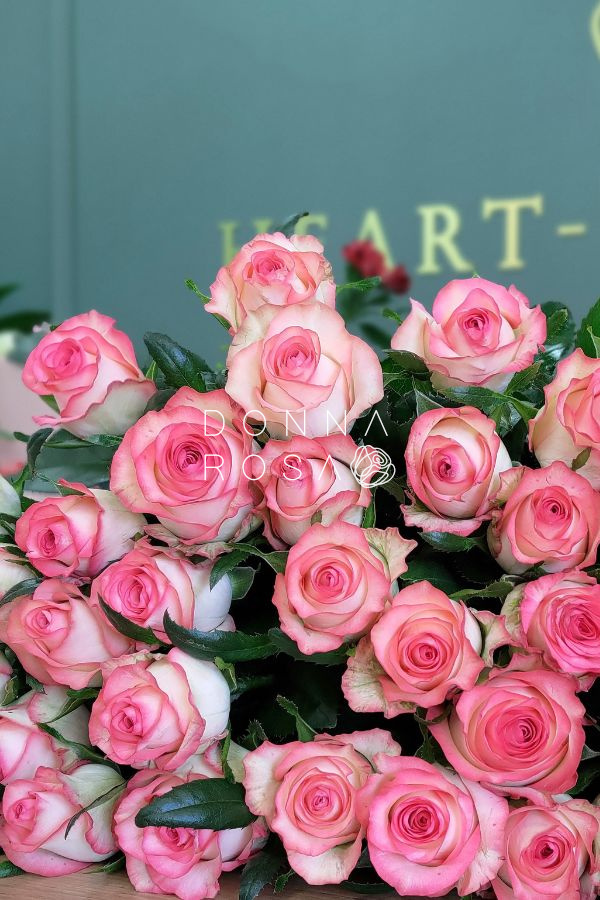 Бело-розовые розы Джумилия (Jumilia)