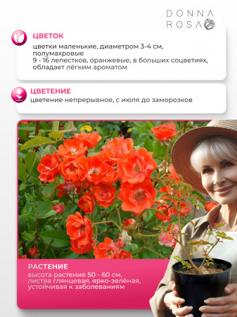 PAUL CRAMPEL (ПОЛ КРАМПЕЛ) №34