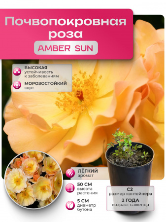 AMBER SUN (АМБЕР САН) №29