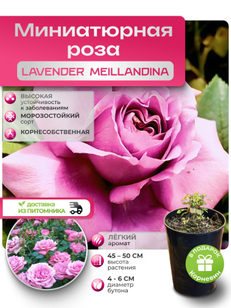 LAVENDER MEILLANDINA (ЛАВЕНДЕР МЭЙЛАНДИНА) №66