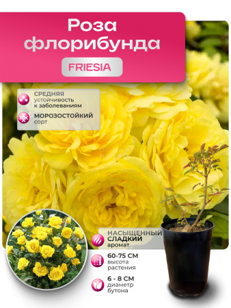 FRIESIA (ФРЕЗИЯ) №103