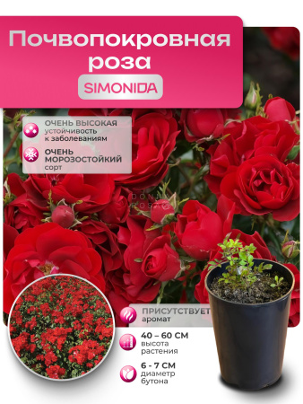 SIMONIDA (СИМОНИДА) №111