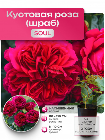 SOUL (СОУЛ) №12