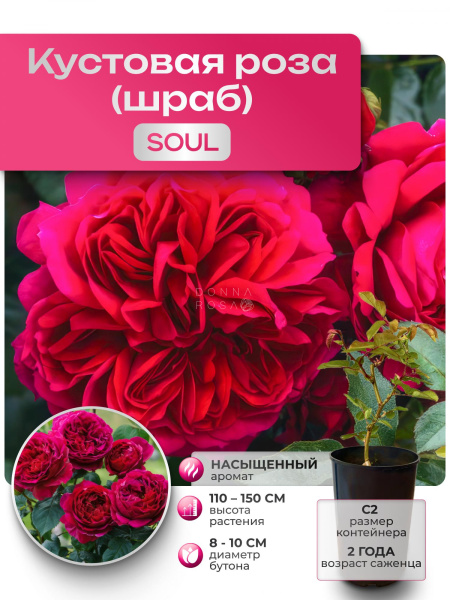 SOUL (СОУЛ) №12