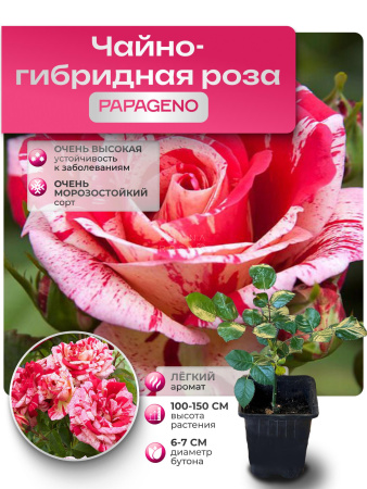 PAPAGENO (ПАПАГЕНО) № 113