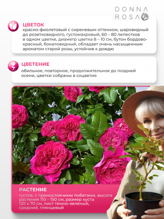 SOUL (СОУЛ) №12