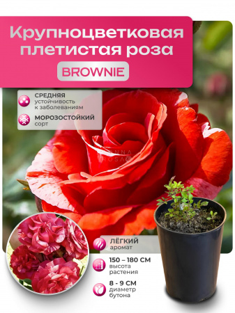 BROWNIE (БРАУНИ) №18