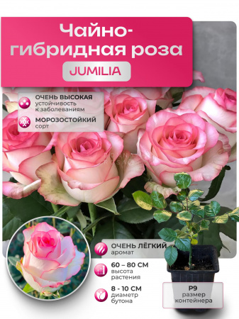 Саженец JUMILIA (Джумилия) №37