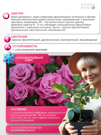 JACARANDA (ДЖАКАРАНДА) №108