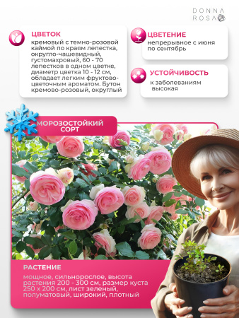 PIERRE DE RONSAND (ПЬЕР ДЕ РОНСАНД) №62