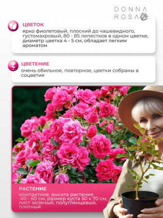 PURPLE RAIN (ПЕРПЛ РЭИН) №11