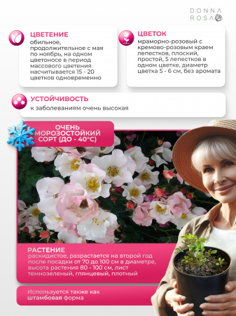 BINGO MEILLANDECOR (БИНГО МЭЙЛАНДЕКОР) №30