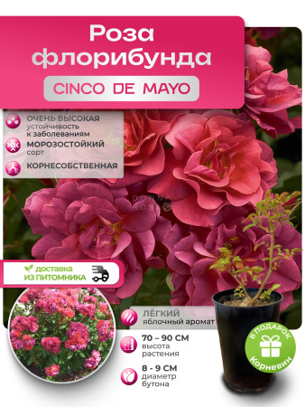 CINCO DE MAYO (СИНКО ДЕ МАЙО) №80