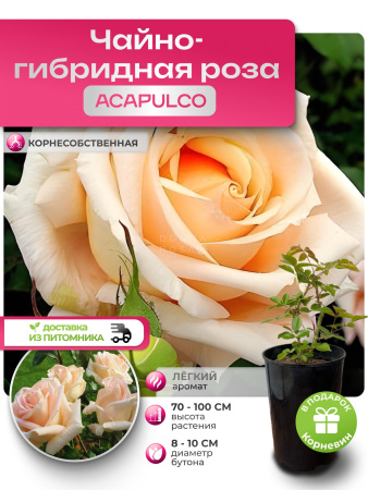 ACAPULCO (АКАПУЛЬКО) №63