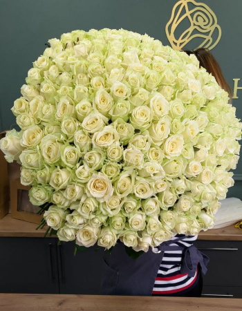 Букет из 201 белой розы Аваланж (Avalanche 60 см)