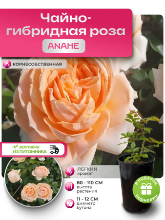 ANAHE (АНАХ) №64