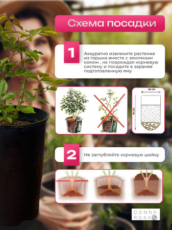 PARTY HARDY (ПАРТИ ХАРДИ) SULTANE №53