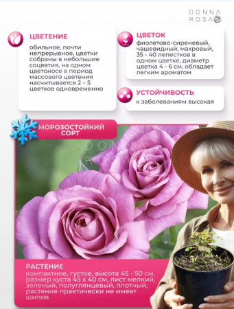 LAVENDER MEILLANDINA (ЛАВЕНДЕР МЭЙЛАНДИНА) №66