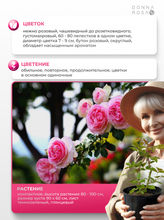 JUBILE IMPERIAL (ДЖУБИЛЕ ИМПЕРИАЛ) №51