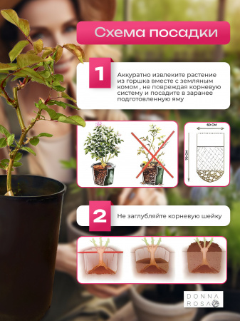 VERSIGNY (ВЕРСАЙНИ) №14