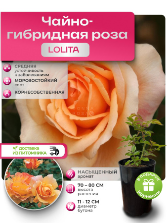 LOLITA (ЛОЛИТА) №78