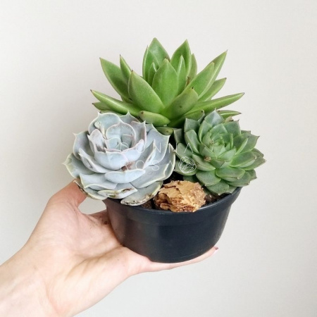 Суккуленты