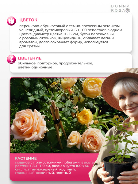 ANAHE (АНАХ) №64