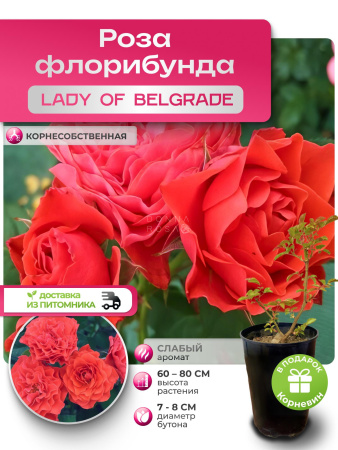 LADY OF BELGRADE (ЛЕДИ ОФ БЕЛГРАД) №82