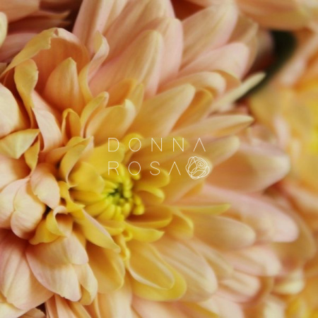 Букет из хризантемы