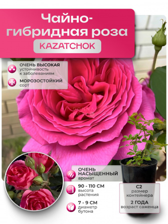 KAZATCHOK (КАЗАЧОК) №44