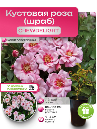 CHEWDELIGHT (ЧЬЮДЕЛАЙТ) №74