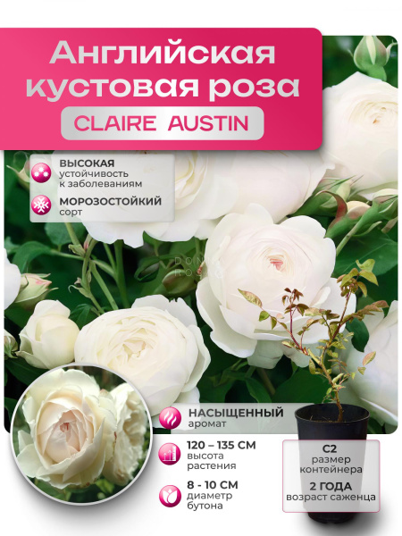 CLAIRE AUSTIN (КЛЭР ОСТИН) №05