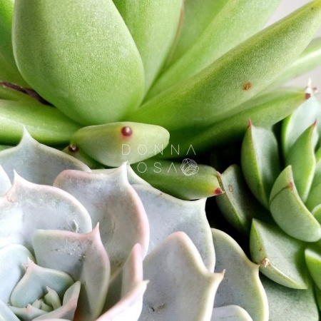 Суккуленты