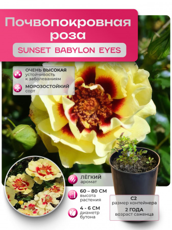 SUNSET BABYLON EYES (САНСЕТ БАБИЛОН АЙЗ) №26