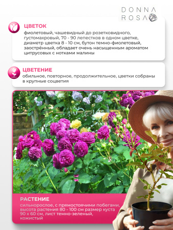 PURPLE LODGE (ПЕРПЛ ЛОДЖ) №10