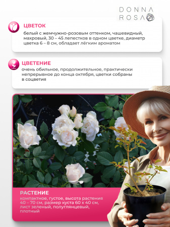 CREME CHANTILLY (КРИМ  ШАНТИЛЛИ) №33