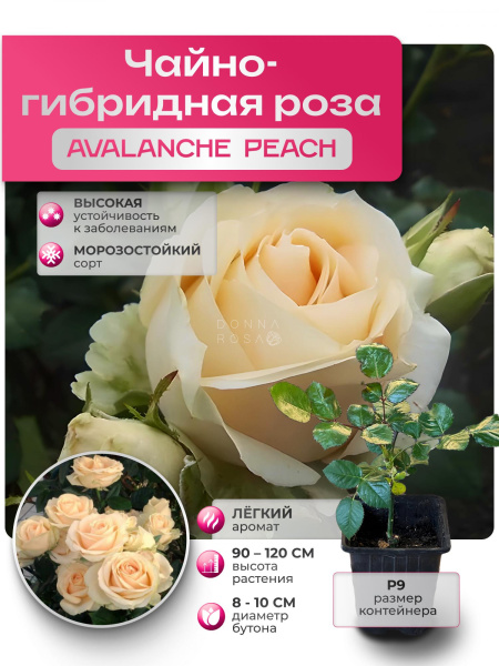 Саженец AVALANCHE PEACH (Аваланж Пич) №40
