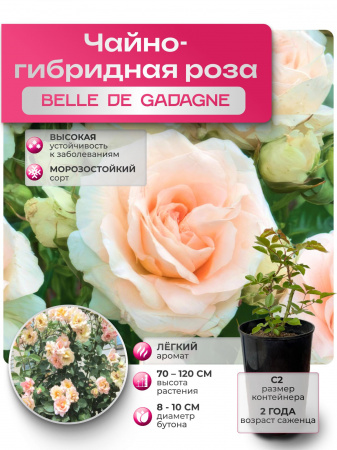 BELLE DE GADAGNE (БЕЛЛЕ ДЕ ГАДАНЬЕ) №49