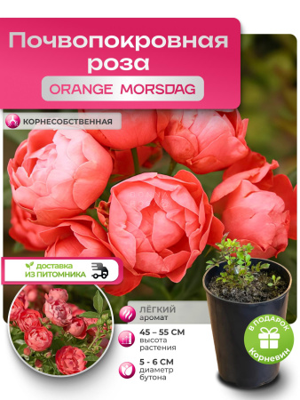 ORANGE MORSDAG (ОРЭНДЖ МОРСДАГ) №70