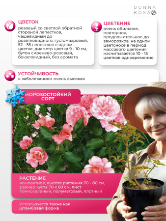 BOTTICELLI ( MEISYLPHO ) (БОТТИЧЕЛЛИ) №55