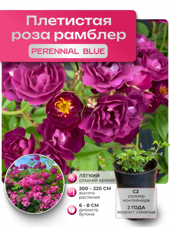 PERENNIAL BLUE (ПЕРЕННИАЛ БЛУ) №24