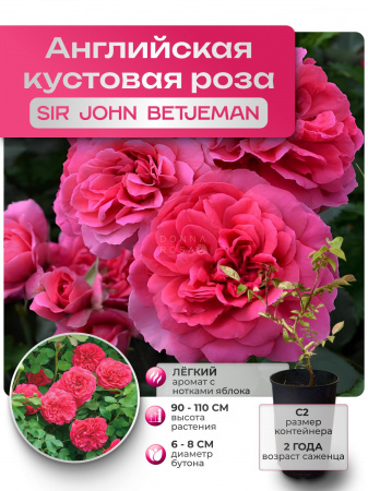 SIR JOHN BETJEMAN (СИР ДЖОН БЕТДЖЕМАН) №02