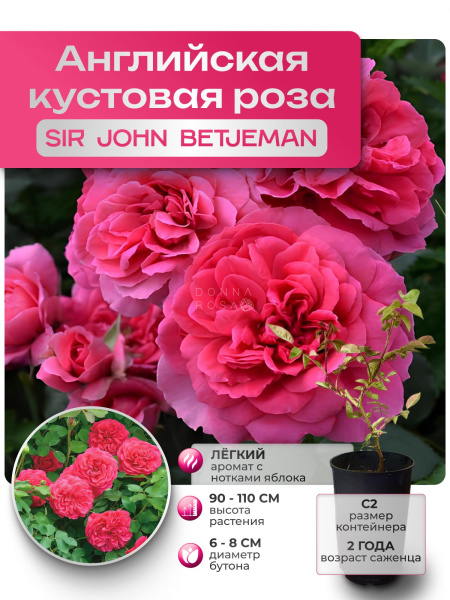 SIR JOHN BETJEMAN (СИР ДЖОН БЕТДЖЕМАН) №02
