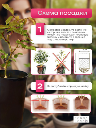 WESTERLAND (ВЕСТЕРЛЭНД) №15