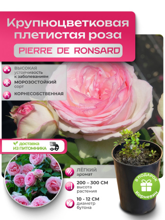 PIERRE DE RONSAND (ПЬЕР ДЕ РОНСАНД) №62