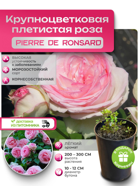 PIERRE DE RONSAND (ПЬЕР ДЕ РОНСАНД) №62